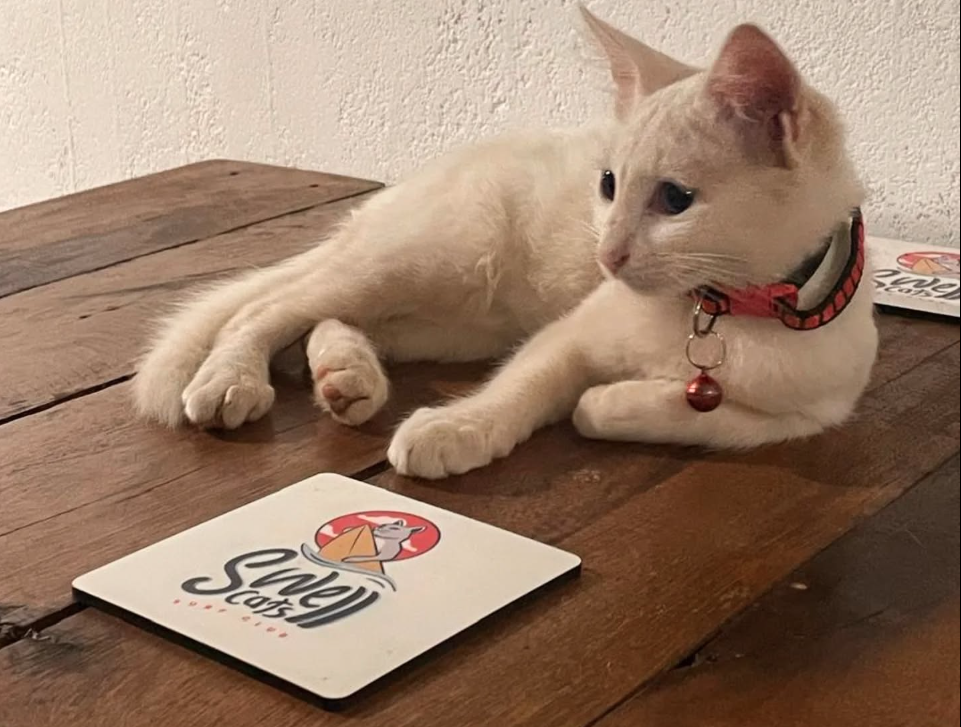 Swell Cats Surf Club